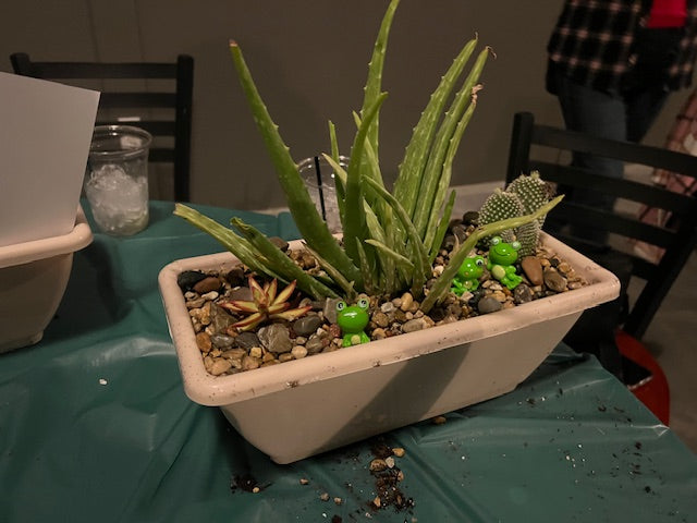 Fairy Succulent Planting